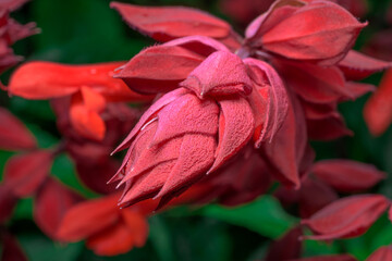 flor roja macro