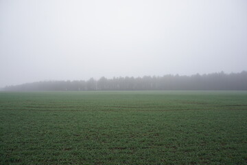 Foggy day in Suffolk