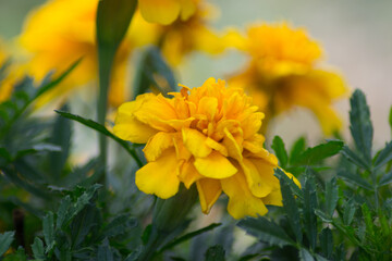 Marigold (Mexican marigold, Tagetes erecta, Aztec marigold, African marigold) yellow flower in the garden, close-up of the petals, selective focus