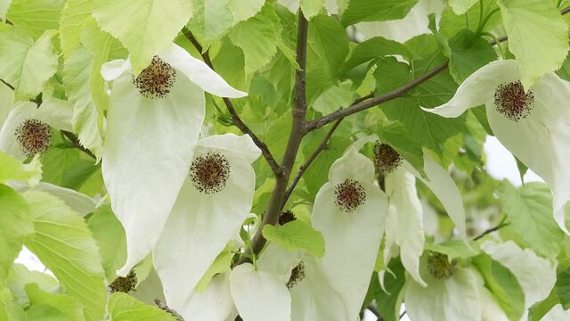 Davidia involucrata Taschentuchbaum Detail Blüte