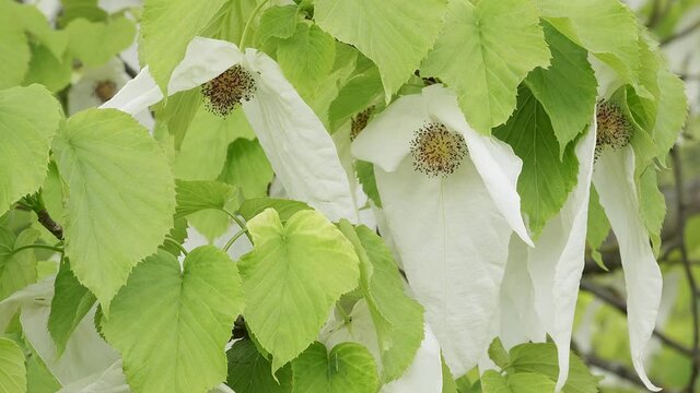 Davidia involucrata Taschentuchbaum Detail Bl&uuml;te
