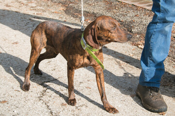 Segugio Maremmano hunting dog walks with its owner