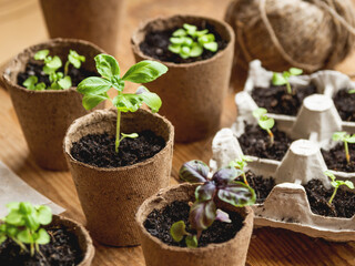 Basil seedlings in biodegradable pots on wooden table. Green plants in peat pots. Baby plants sowing in small pots. Trays for agricultural seedlings.