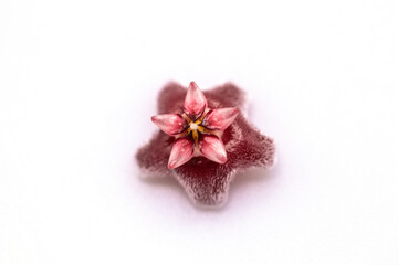 Close up  red Hoya flower isolate on white background.