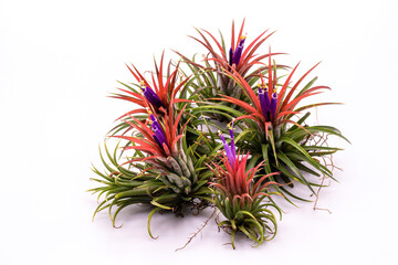 Close up Tillandsia  plant isolate on white background. Tillandsia plant commonly known as Airplants.
