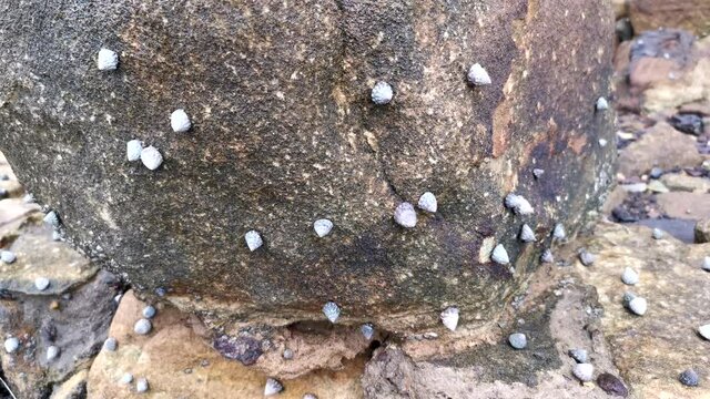 Time lapse of small snails on rock moving very slowerly, Bannets Bay, Berowra Creek, Bujwa firetrail, Cowan, New South Wales, Australia
