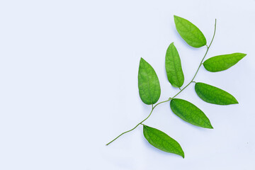Fototapeta premium Tiliacora triandra green leaves on white background.
