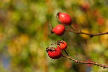 Hagebutten im Strauch einer Heckenrose (lat. Rosa canina) vor einem natürlichen grünen Hintergrund