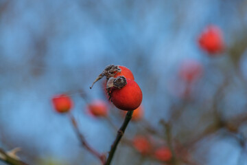 Hagebutten vor blauem herbstlichen Himmel im Strauch einer Heckenrose (lat. Rosa canina) zwischen...