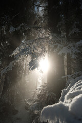 Sonne im verschneiten Wald