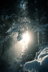 Sonne im verschneiten Wald