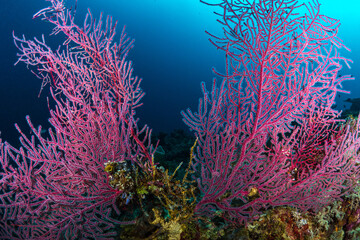 Fototapeta na wymiar Bright colorful gorgonian sea fans on coral reef
