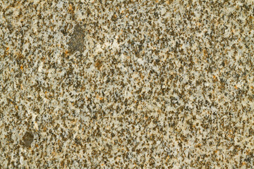 Close up view of a grey flat stone speckled with colourful lichens and ivy growing. Colorful pattern and texture surface. Abstract outdoor natural view as a background.