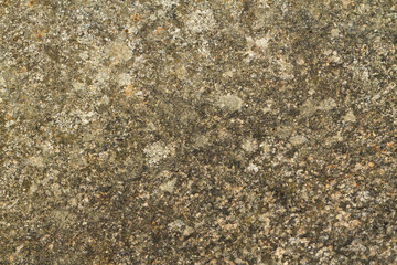 Close up view of a grey flat stone speckled with colourful lichens and ivy growing. Colorful pattern and texture surface. Abstract outdoor natural view as a background.