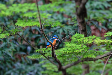 Kingfisher　
