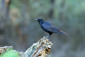 Carrion crow with the last lights of day in an oak and pine forest in winter