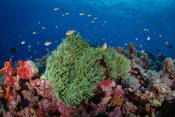 Family of nemonefish - clownfish swimming above anemon on coral reef