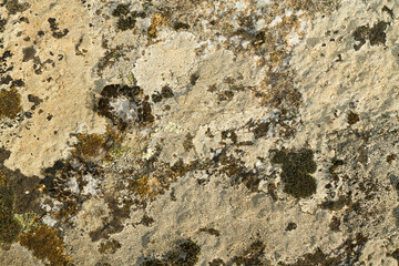 Close up view of a grey flat stone speckled with colourful lichens and ivy growing. Colorful pattern and texture surface. Abstract outdoor natural view as a background.