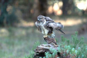 Common buzzard with the last afternoon lights of a winter day