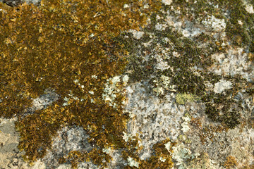 Close up view of a grey flat stone speckled with colourful lichens and ivy growing. Colorful pattern and texture surface. Abstract outdoor natural view as a background.