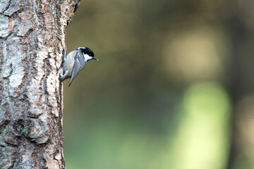 Coal tit in the last evening lights in a pine and oak forest