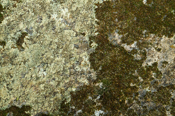 Close up view of a grey flat stone speckled with colourful lichens and ivy growing. Colorful pattern and texture surface. Abstract outdoor natural view as a background.