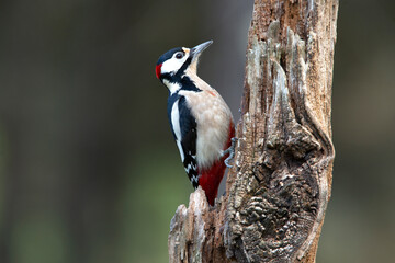 Great spotted woodpecker adult male with the last afternoon lights of a winter day