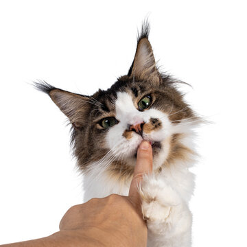 Head shot of cute Maine Coon cat, sitting up and licking human vinger. Looking sneaky towards camera. Isolated on white background.