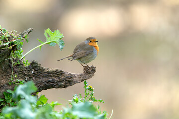 European robin with the last afternoon lights of a winter day