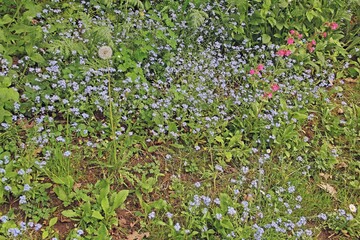 Vergißmeinnicht in Wiese