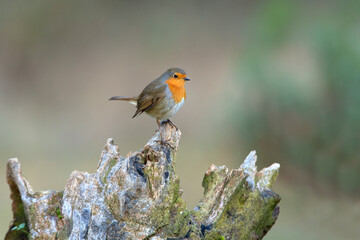 European robin with the last afternoon lights of a winter day