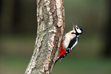 Great spotted woodpecker adult male with the last afternoon lights of a winter day