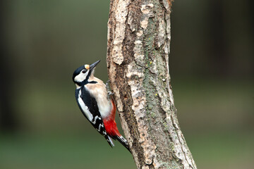 Great spotted woodpecker adult male with the last afternoon lights of a winter day