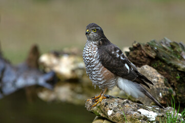 Eurasian sparrow hawk adult female in a natural water point with the last lights of the afternoon