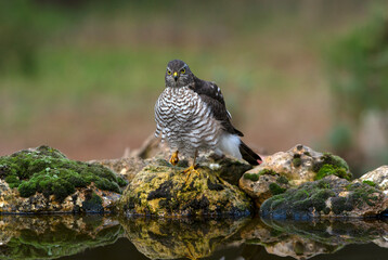 Eurasian sparrow hawk adult female with the last lights of the afternoon in a natural drinking fountain