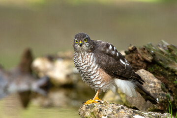 Eurasian sparrow hawk adult female with the last lights of the afternoon in a natural drinking fountain