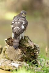Eurasian sparrow hawk adult female with the last lights of the afternoon in a natural drinking fountain