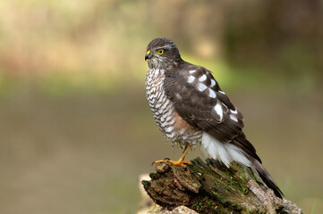 Eurasian sparrow hawk adult female with the last lights of the afternoon in a natural drinking fountain