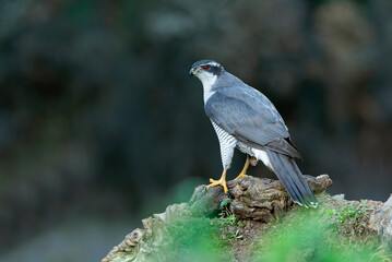Northern goshawk adult male Ruby-eyed with the last evening lights of a winter's day