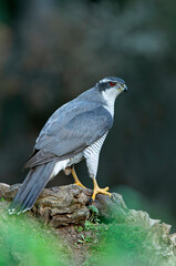 Northern goshawk adult male Ruby-eyed with the last evening lights of a winter's day
