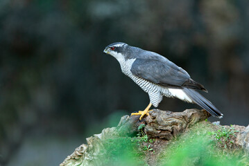 Northern goshawk adult male Ruby-eyed with the last evening lights of a winter's day
