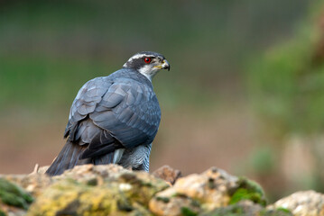 Northern goshawk adult male ruby red-eyed under the hail late in the afternoon on a cold winter's day