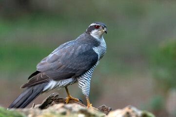 Northern goshawk adult male Ruby-eyed with the last evening lights of a winter's day