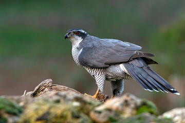 Northern goshawk adult male ruby red-eyed under the hail late in the afternoon on a cold winter's day