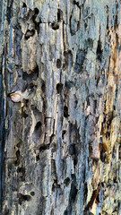 A close up of a tree, texture of wood with holes