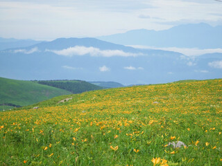 長野ビーナスラインのニッコウキスゲ