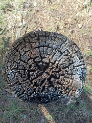 
Burning wood, tree stump, ash, pattern, texture