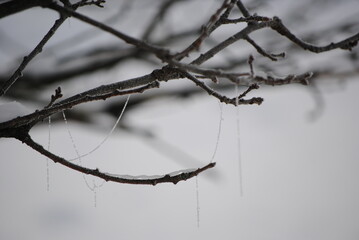 Gel sur une branche en hiver