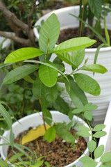 Close-up of Syzygium polyanthum or Indonesian bay-leaf or Indonesian laurel plant in home garden.