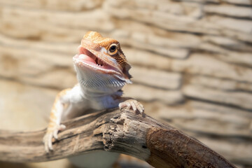 Cute baby of bearded agama dragon is sitting on log in his terrarium with open mouth. Exotic...